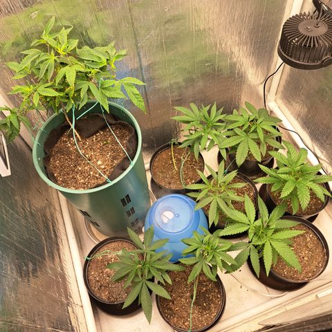 Calima II growlog photo: Post-LST