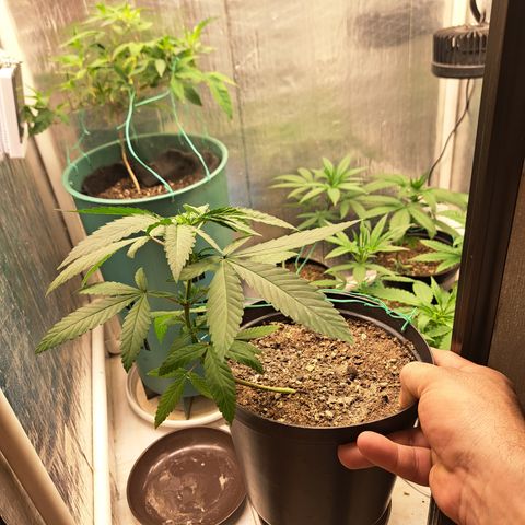 Fresas y Rosas II growlog photo: LST #3