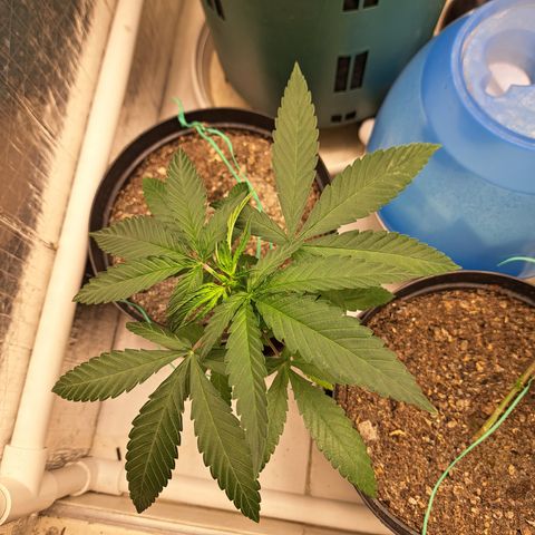 Fresas y Rosas II growlog photo: LST #3
