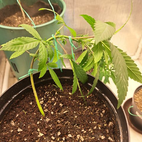 Fresas y Rosas II growlog timeline photo