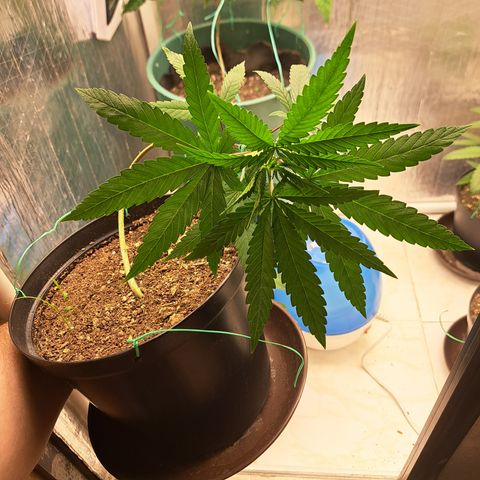 Fresas y Rosas III growlog photo: LST #3