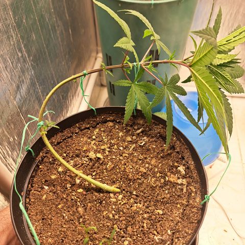 Fresas y Rosas III growlog photo: LST #3