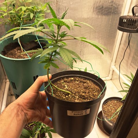 Fresas y Rosas I growlog photo: LST #3