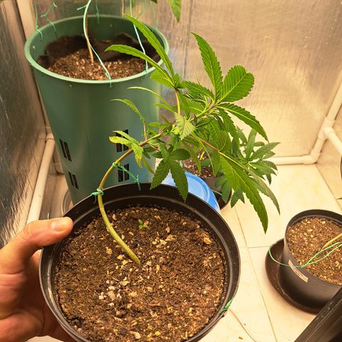 Fresas y Rosas I growlog photo: LST #3