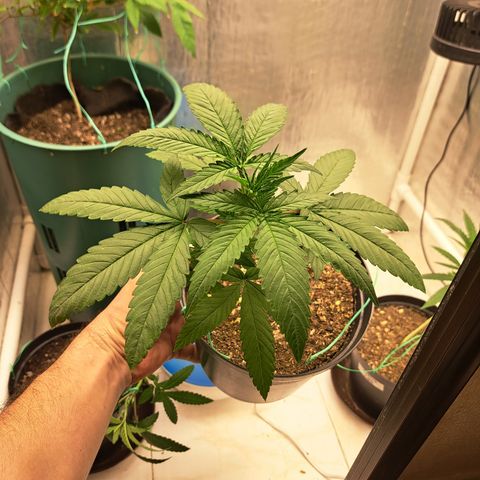 Fresas y Rosas I growlog photo: LST #3