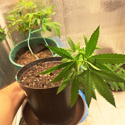 Sativa CBD growlog photo: LST #3