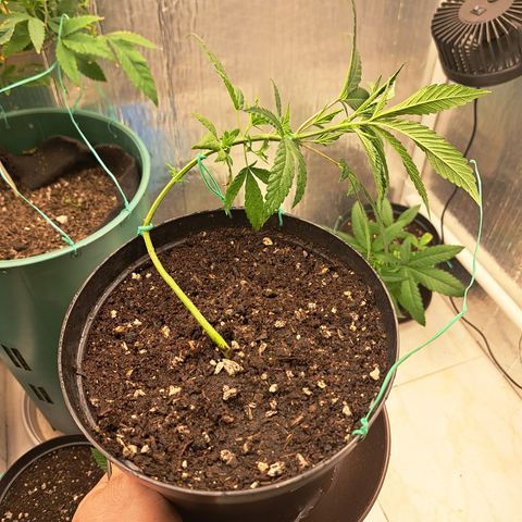 Sativa CBD growlog photo: LST #3