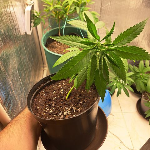 Calima I growlog photo: LST #3