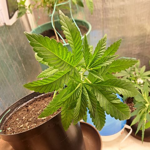 Calima II growlog photo: LST #3