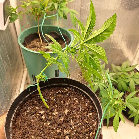 Calima II growlog photo: LST #3