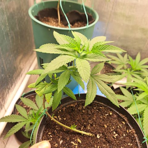 Dagga I growlog photo: LST #3