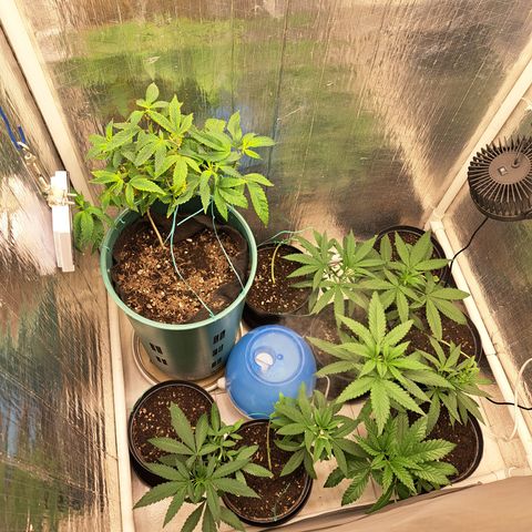 Calima II growlog timeline photo