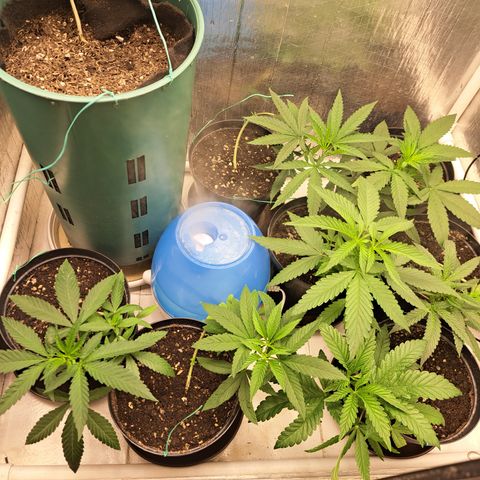 Calima II growlog timeline photo