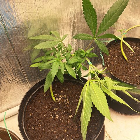 Fresas y Rosas II growlog photo: LST #4