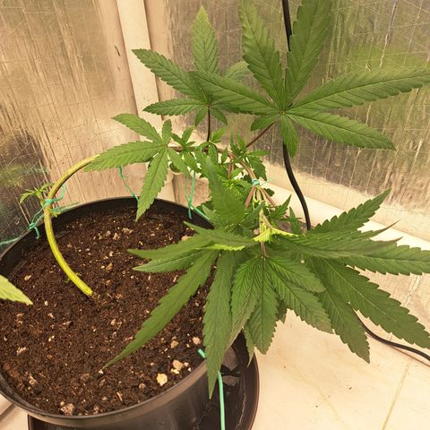 Fresas y Rosas III growlog photo: LST #4