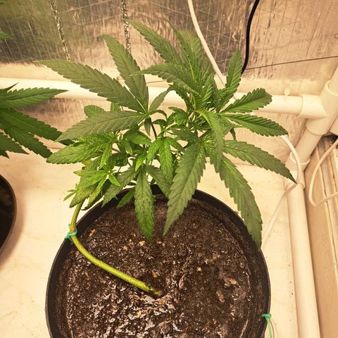 Sativa CBD growlog photo: LST #4
