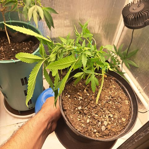 Calima I growlog photo: LST #4