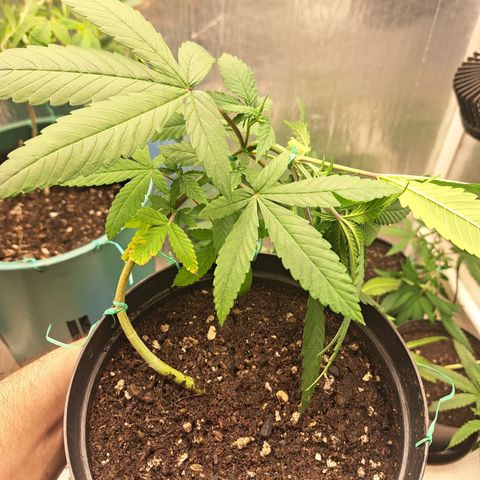 Fresas y Rosas I growlog photo: LST #4