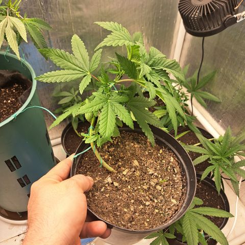 Calima II growlog photo: LST #4