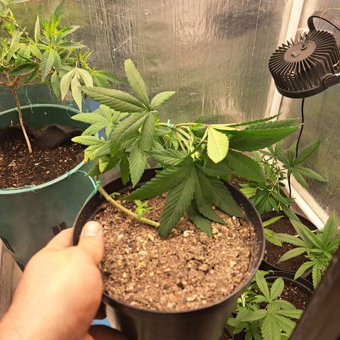 Dagga I growlog photo: LST #4