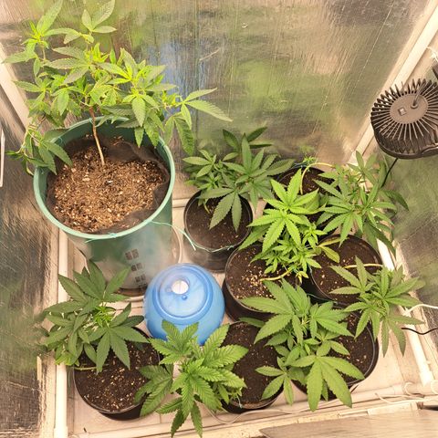 Calima II growlog photo: Último día Indoor sala de crecimiento 
En dónde tuvieron 
1 mes de enraizamiento y estado plántula 
Un mes de vegetativo y el siguiente mes antes de floración lo tendrán en el invernadero.