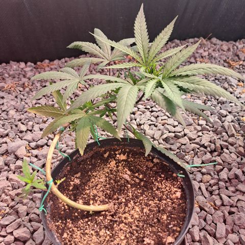 Fresas y Rosas III growlog photo: Primer día en invernadero. 