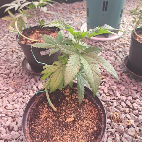 Calima II growlog photo: Primer día en invernadero. 