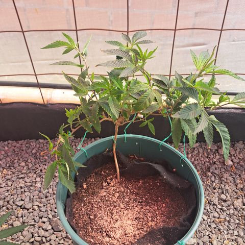 Selva Negra growlog photo: Primer día en invernadero. 