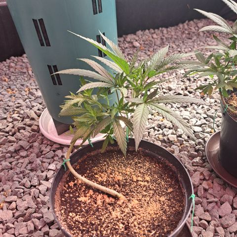Sativa CBD growlog photo: Primer día en invernadero. 