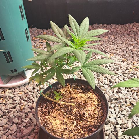 Dagga I growlog photo: Primer día en invernadero. 