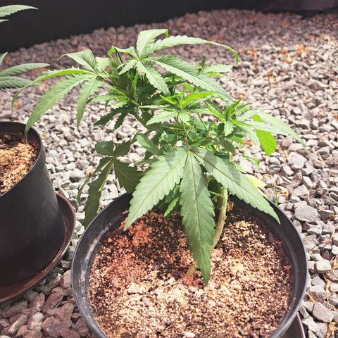 Calima I growlog photo: Primer día en invernadero. 