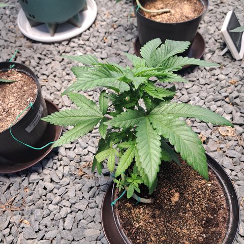 Calima II growlog timeline photo