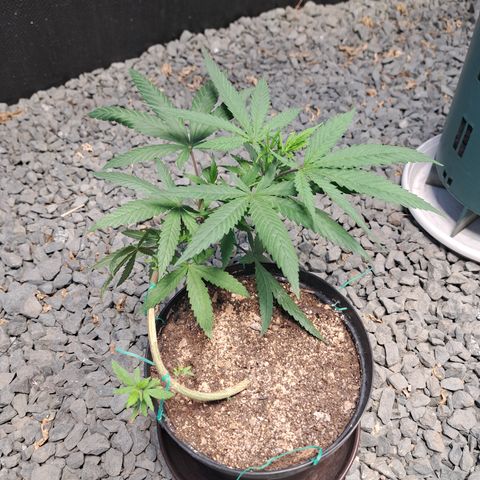Fresas y Rosas III growlog timeline photo