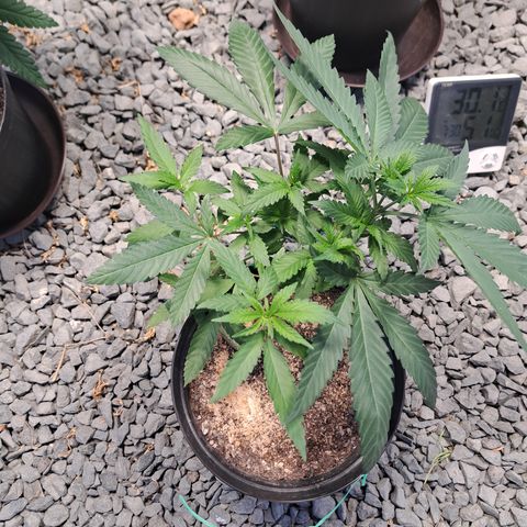 Fresas y Rosas II growlog timeline photo