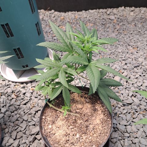 Dagga I growlog timeline photo