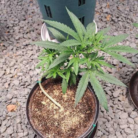 Sativa CBD growlog timeline photo