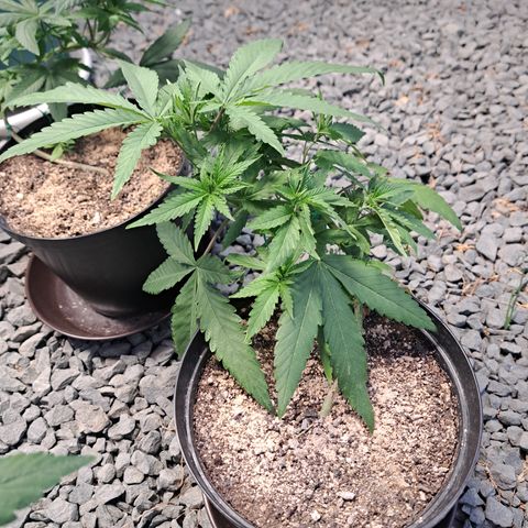 Calima I growlog timeline photo