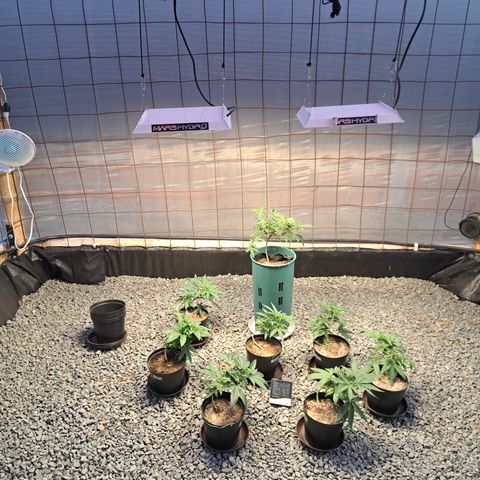 Calima II growlog timeline photo