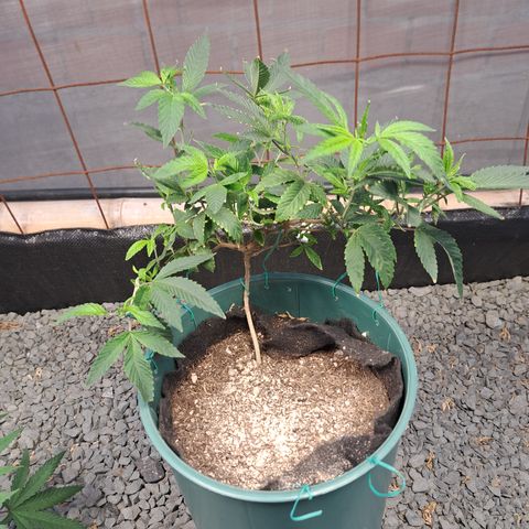 Selva Negra growlog timeline photo