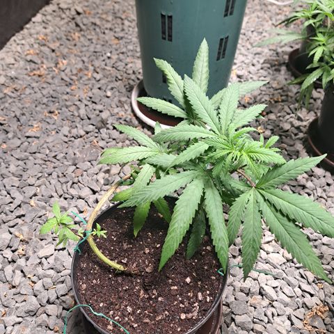 Fresas y Rosas III growlog timeline photo