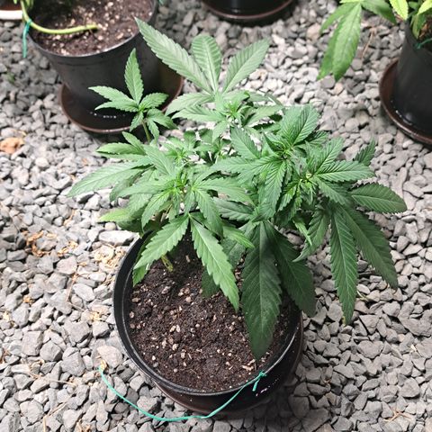 Fresas y Rosas II growlog timeline photo
