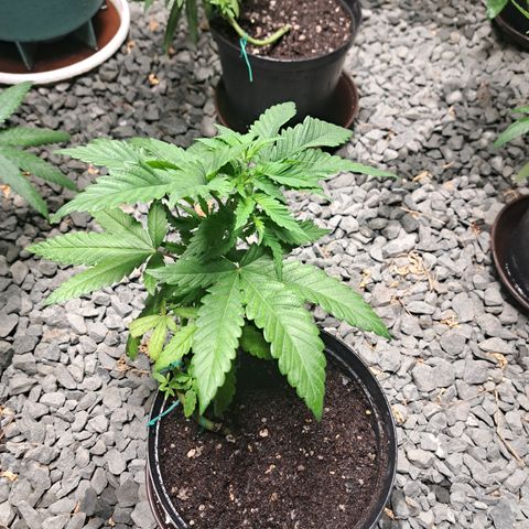 Calima II growlog timeline photo