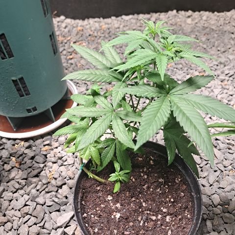 Dagga I growlog timeline photo
