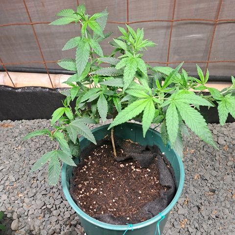 Selva Negra growlog timeline photo