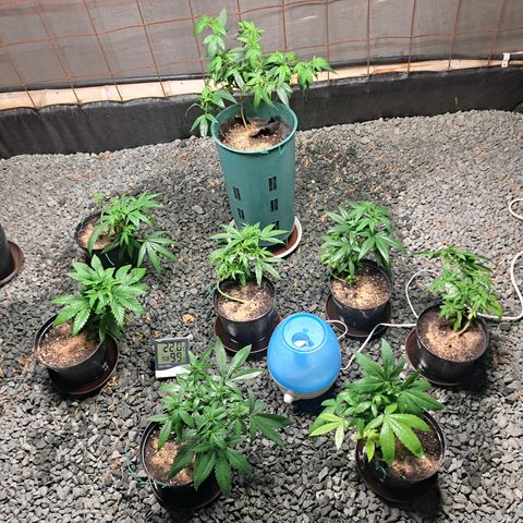 Calima II growlog timeline photo