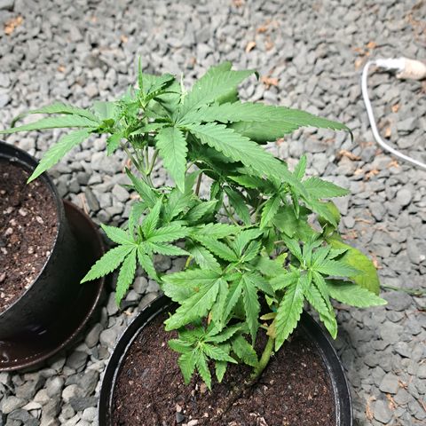 Calima I growlog timeline photo