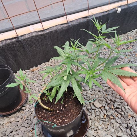 Fresas y Rosas III growlog photo: Primera semana en sala de crecimiento exterior 