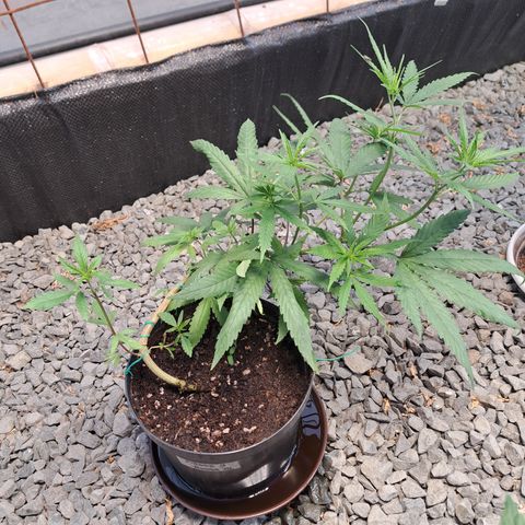 Fresas y Rosas III growlog timeline photo
