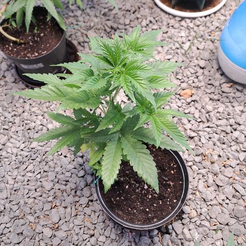 Calima II growlog timeline photo