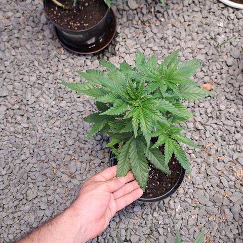 Calima II growlog photo: Primera semana en sala de crecimiento exterior 
